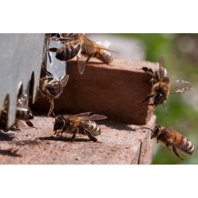 Location de ruche pollinisation entreprise Essonne Yvelines