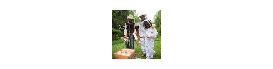 Formation et stage en apiculture en Ile de France