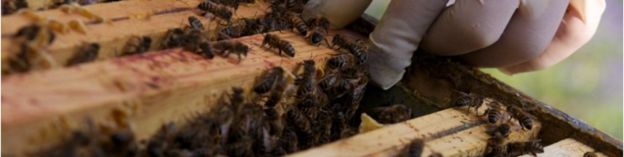 Acheter des essaims d'abeilles produits en France