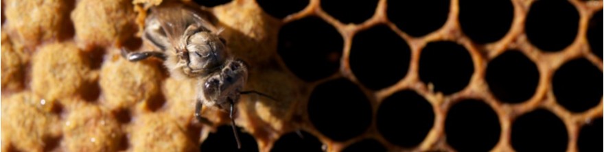 Acheter des reines d'abeilles Buckfast produites en France